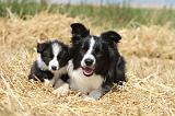 BORDER COLLIE 628